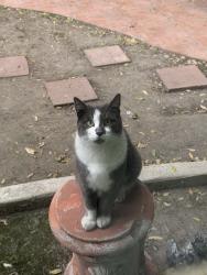 Lost Male Cat last seen Cherry & Del Amo, Long Beach, CA 90805