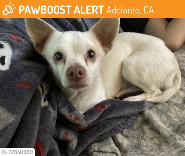 Found/Stray Unknown Dog last seen Jonathan , Adelanto, CA 92301