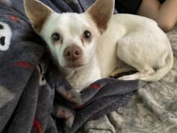 Found/Stray Unknown Dog last seen Jonathan , Adelanto, CA 92301