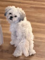 Found/Stray Male Dog last seen Candelaria Valley Pool, Albuquerque, NM 87107