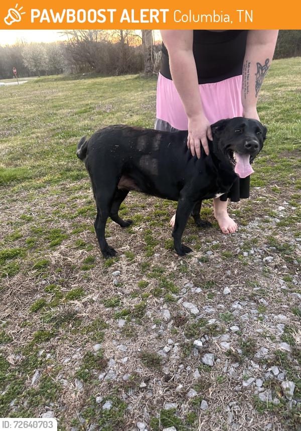 Found/Stray Female Dog last seen Rick Hight Rd, Columbia, TN 38401