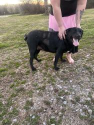 Found/Stray Female Dog last seen Rick Hight Rd, Columbia, TN 38401