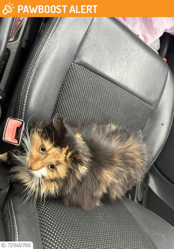 Found/Stray Female Cat last seen East Evergreen Road, Lebanon, Pa, South Lebanon Township, PA 17042