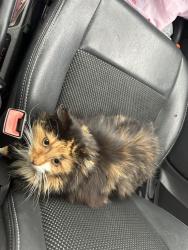 Found/Stray Female Cat last seen East Evergreen Road, Lebanon, Pa, South Lebanon Township, PA 17042
