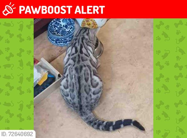 Lost Male Cat last seen Near Street between 4th & 5th Avenues, Fort Macleod, AB T0L 0Z0
