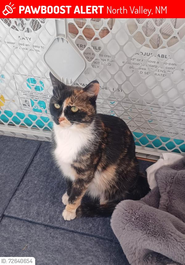 Lost Female Cat last seen 2nd & 4th streets between El pueblo & alameda, North Valley, NM 87114