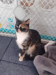 Lost Female Cat last seen 2nd & 4th streets between El pueblo & alameda, North Valley, NM 87114