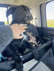 Found/Stray Female Dog last seen East ave H and Challenger way, Los Angeles County, CA 93535