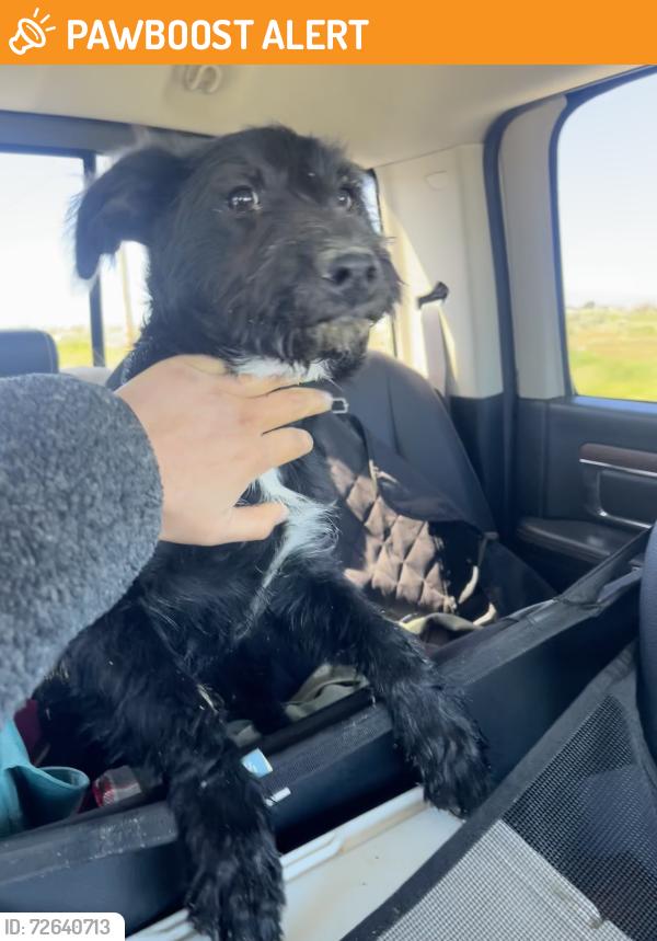 Found/Stray Female Dog last seen East ave H and Challenger way, Los Angeles County, CA 93535