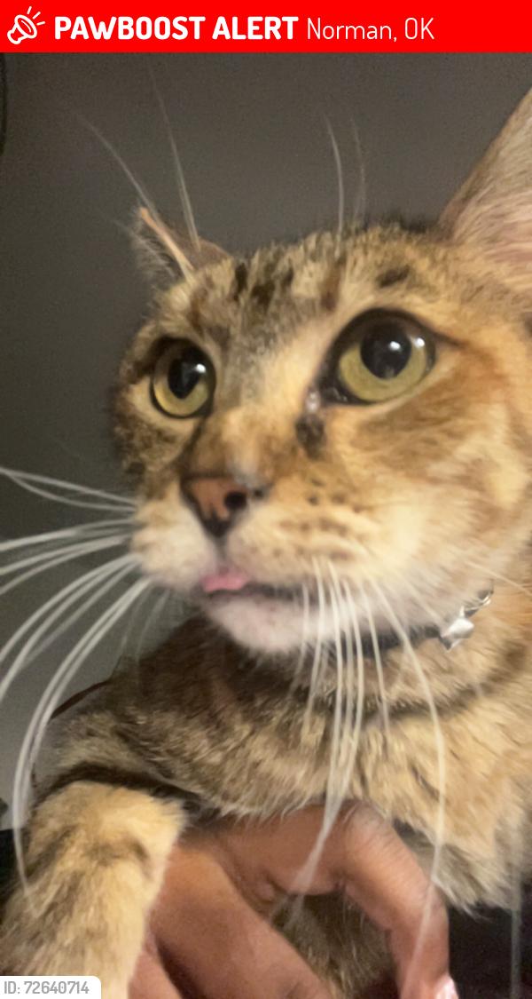Lost Female Cat last seen Hemp apmts , Norman, OK 73072