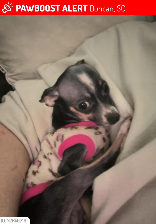 Lost Female Dog last seen BMW, Duncan, SC 29334