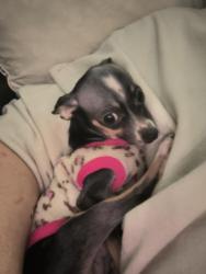 Lost Female Dog last seen BMW, Duncan, SC 29334