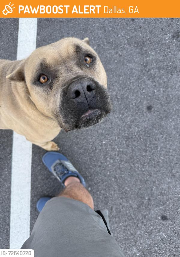 Found/Stray Female Dog last seen Merchants drive, Dallas, GA 30132
