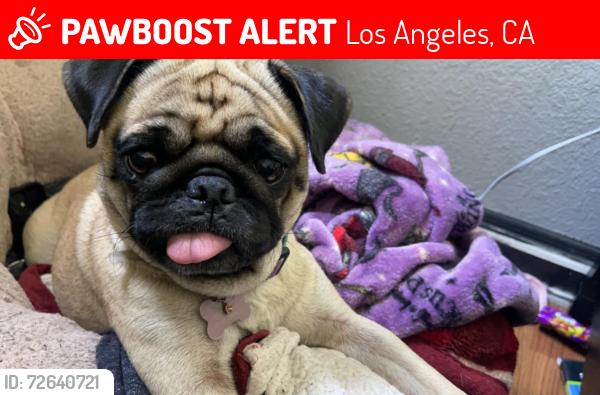 Lost Female Dog last seen Adam’s and jefferson, Los Angeles, CA 90007