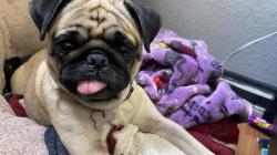 Lost Female Dog last seen Adam’s and jefferson, Los Angeles, CA 90007