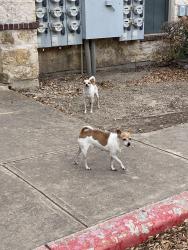 Found/Stray Unknown Dog last seen Walzem Rd, San Antonio, TX 78218