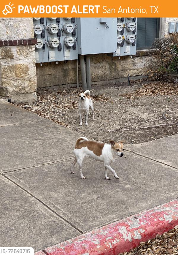 Found/Stray Unknown Dog last seen Walzem Rd, San Antonio, TX 78218
