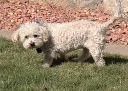 Lost Female Dog last seen Bartlett , El Paso, TX 79912