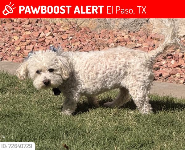 Lost Female Dog last seen Bartlett , El Paso, TX 79912