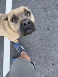 Found/Stray Female Dog last seen Merchants drive, Dallas. GA, Dallas, GA 30157