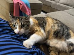Lost Female Cat last seen Black Elem/9th & West/13th& Zoo, Wichita, KS 67203