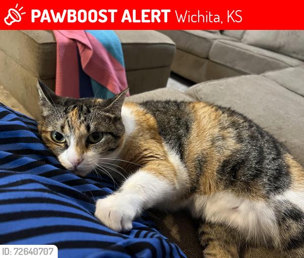 Lost Female Cat last seen Black Elem/9th & West/13th& Zoo, Wichita, KS 67203