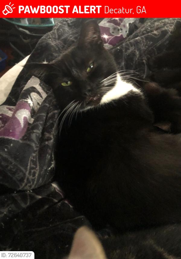 Lost Male Cat last seen Peachcrest and Orchard Circle, Decatur, GA 30032