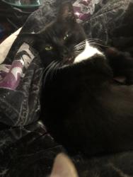 Lost Male Cat last seen Peachcrest and Orchard Circle, Decatur, GA 30032