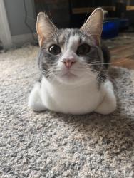 Lost Female Cat last seen Glenn View, Virginia Beach, VA 23464