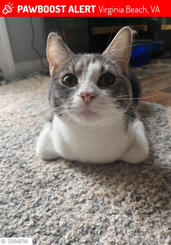 Lost Female Cat last seen Glenn View, Virginia Beach, VA 23464