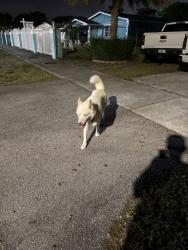 Found/Stray Unknown Dog last seen Florida City elementary, Florida City, FL 33034