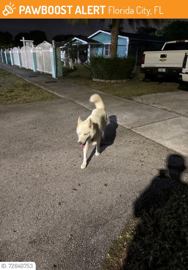Found/Stray Unknown Dog last seen Florida City elementary, Florida City, FL 33034
