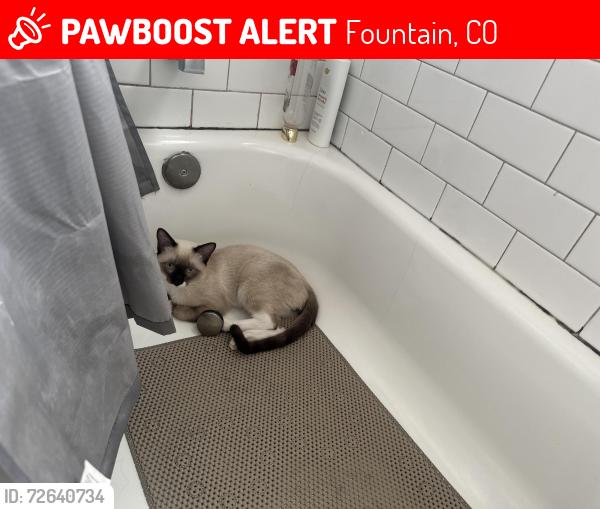 Lost Male Cat last seen High way 85/87 fountain, Fountain, CO 80817