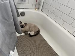 Lost Male Cat last seen High way 85/87 fountain, Fountain, CO 80817