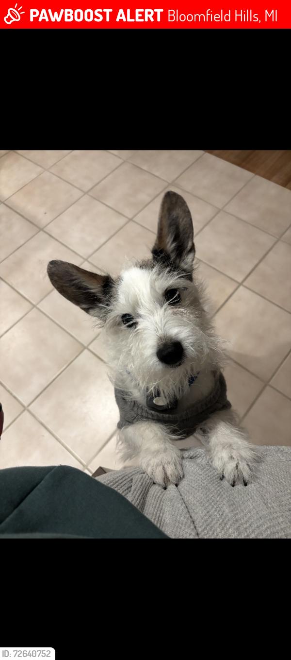 Lost Male Dog last seen Eastways / Square Lake / Opdyke, Bloomfield Hills, MI 48304