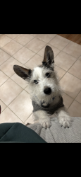 Lost Male Dog last seen Eastways / Square Lake / Opdyke, Bloomfield Hills, MI 48304