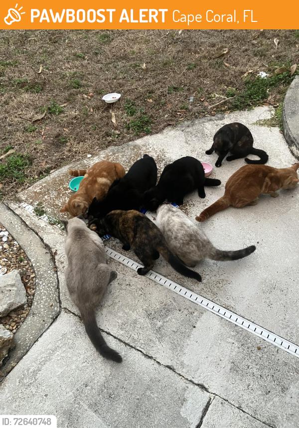 Found/Stray Unknown Cat last seen Se 24th Ave & se 15 th street , Cape Coral, FL 33904