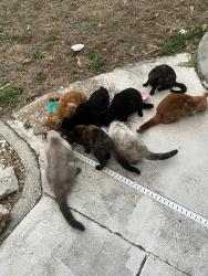 Found/Stray Unknown Cat last seen Se 24th Ave & se 15 th street , Cape Coral, FL 33904