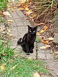 Lost Female Cat last seen Hounslow, Greater London, England TW3