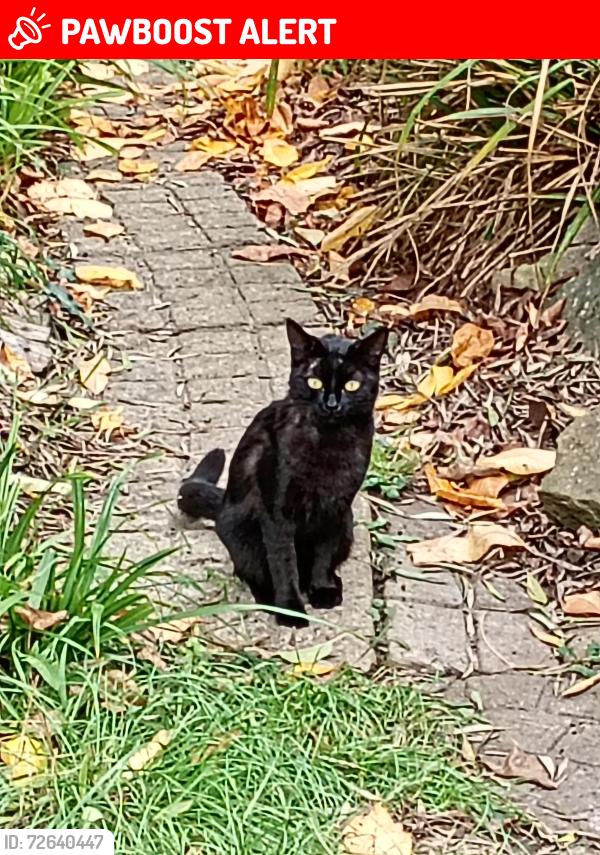 Lost Female Cat last seen Hounslow, Greater London, England TW3