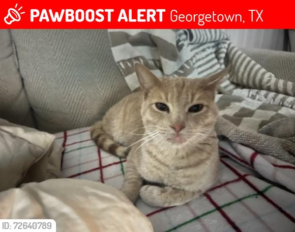 Lost Male Cat last seen Winchester and Long branch, Georgetown, TX 78626