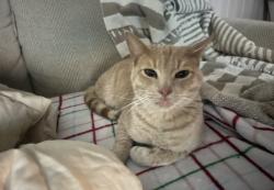 Lost Male Cat last seen Winchester and Long branch, Georgetown, TX 78626
