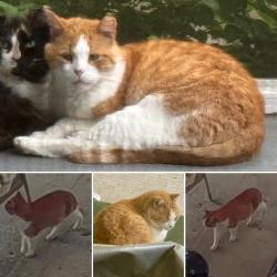Lost Male Cat last seen Whitehall Rd & Sullivan Way, East Brunswick, NJ 08816