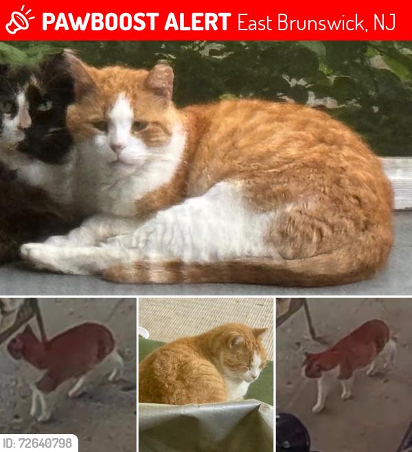 Lost Male Cat last seen Whitehall Rd & Sullivan Way, East Brunswick, NJ 08816