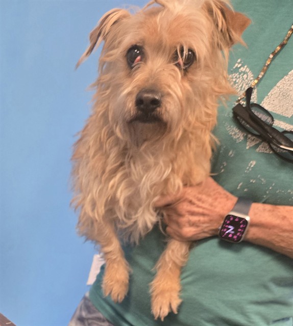 Shelter Stray Female Dog last seen UNKNOWN BAKERSFIELD, Bakersfield, CA 93307