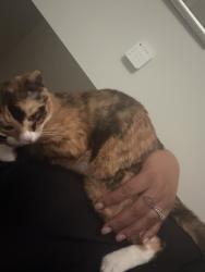 Lost Female Cat last seen Near nw 19th Ave , Cape Coral, FL 33993