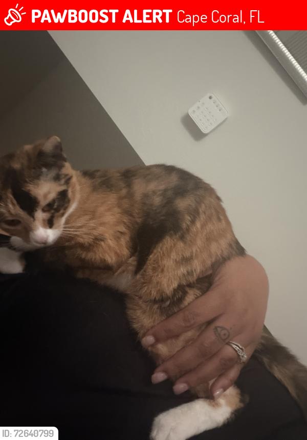 Lost Female Cat last seen Near nw 19th Ave , Cape Coral, FL 33993