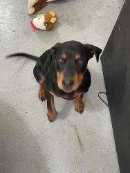 Found/Stray Male Dog last seen Hidden Springs rd, San Jacinto, CA 92582