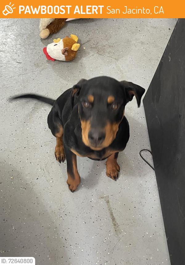 Found/Stray Male Dog last seen Hidden Springs rd, San Jacinto, CA 92582