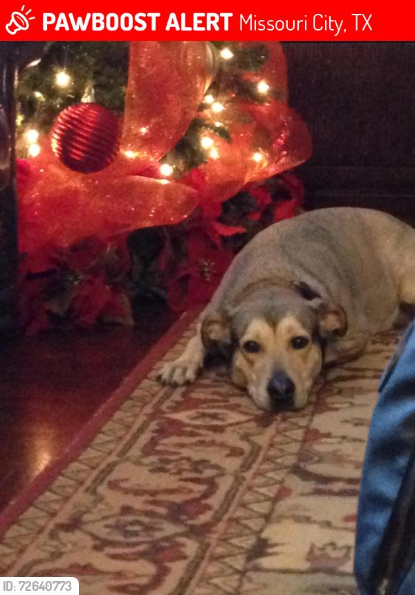 Lost Female Dog last seen Peninsulas Dr. and Woodlake Ln., Missouri City, TX 77459